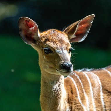 Genç bir bebek Nyala. Tragelaphus angasii, Güney Afrika 'da yaşayan bir sarmal boynuzlu antiloptur. Bovidae familyasından ve Nyala familyasından, Tragelaphus familyasından bir türdür..