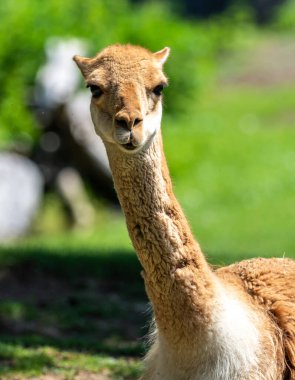 Vicunas, Vicugna Vicugna, And Dağları 'nın yüksek dağlık bölgelerinde yaşayan lama' nın akrabaları.