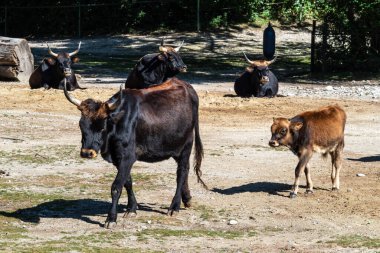 Bos Primigenius Taurus, soyu tükenmiş yaban öküzlerine benzediğini iddia etti..