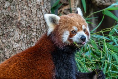 Kırmızı panda, Ailurus fulgens, daha küçük panda ve kırmızı kedi ayı olarak da bilinir..
