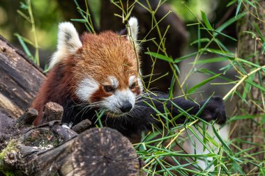 Kırmızı panda, Ailurus fulgens, daha küçük panda ve kırmızı kedi ayı olarak da bilinir..
