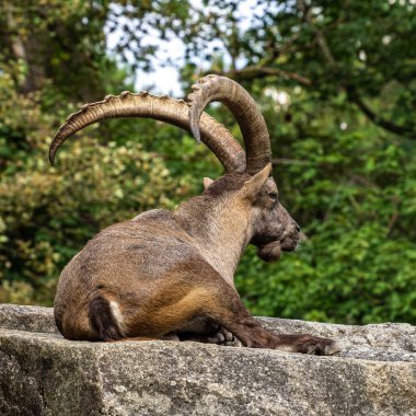 Erkek dağ keçisi - Capra dağ keçisi hayvanat bahçesinde