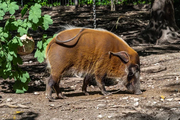 Red River Hog Potamochoerus Porcus Also Known Bush Pig Pig — Stock Photo, Image