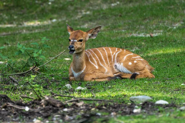 Дитинча Ніала Tragelaphus Angasii Антилопа Спіральною Рогатою Рогатою Рогатою Рогатою — стокове фото