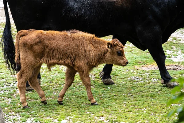 絶滅したオーロックに似ていると主張されている赤ちゃんヘック牛 ボスPrimigenius Taurus — ストック写真