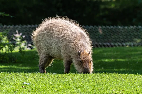 Der Wasserschwein Hydrochoerus Hydrochaeris Ist Ein Säugetier Das Südamerika Beheimatet — Stockfoto