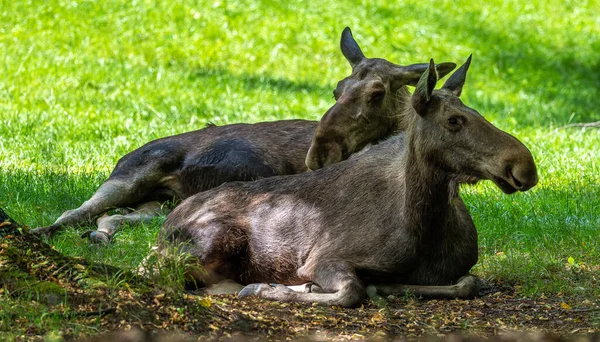 European Moose Alces Alces Ook Bekend Als Eland Wilde Dieren — Stockfoto