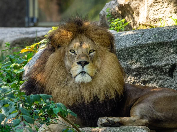 Lev Panthera Leo Jednou Čtyř Velkých Koček Rodu Panthera Členem — Stock fotografie