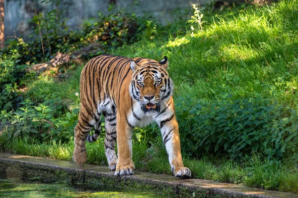 Siberische Tijger Panthera Tigris Altaica Grootste Kat Ter Wereld — Stockfoto