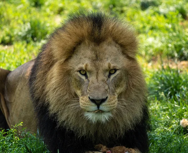 Λιοντάρι Panthera Leo Είναι Μία Από Τις Τέσσερις Μεγάλες Γάτες — Φωτογραφία Αρχείου