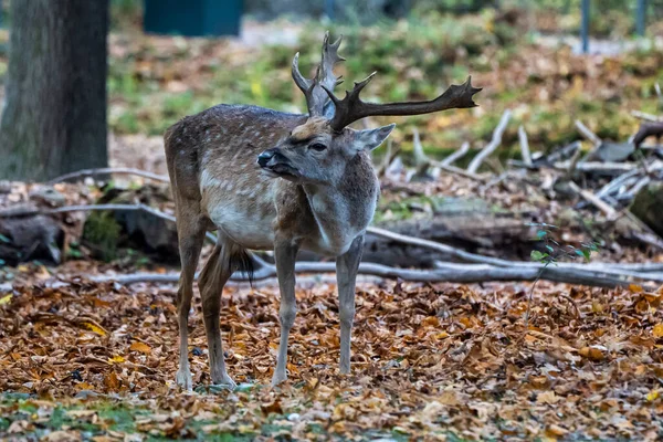 Fallow Deer Dama Mezopotamya Cervidae Familyasından Bir Memeli Türü — Stok fotoğraf