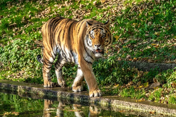 Siberische Tijger Panthera Tigris Altaica Grootste Kat Ter Wereld — Stockfoto