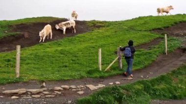 Rüzgarda savrulan inekler. Moher Kayalıkları İrlanda 'nın en bilinen kayalıklarıdır. İrlanda 'nın ana adası olan Clare' in güneybatı kıyısında Doolin ve Liscannor köylerinin yakınında yer almaktadır..