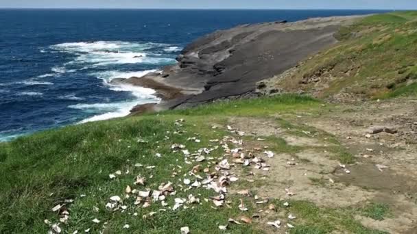 Kilkees Klippor Clare Irland Halvön Västra Clare Irland Berömd Strand — Stockvideo