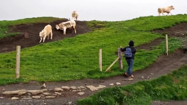 Vacas Viento Los Acantilados Moher Son Los Acantilados Más Conocidos — Vídeo de stock