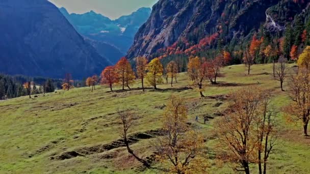 Άποψη Του Φθινοπώρου Των Δένδρων Σφενδάμου Στο Ahornboden Βουνά Karwendel — Αρχείο Βίντεο