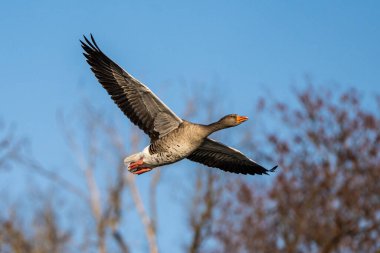 Anser anser, Anatidae familyasından Anatidae familyasından bir kaz türü. Burada havada uçuyor..