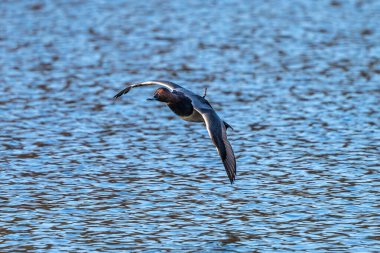 Yalnız vahşi ördek Kleinhesseloher Gölü 'nde İngiliz Bahçesi, Münih, Almanya.