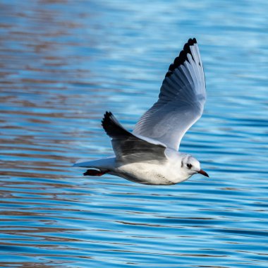 Larus Argentatus, Avrupa 'nın batısındaki tüm martılar arasında en çok bilinen martılardan biri olan büyük bir martıdır. Burada havada uçuyor..