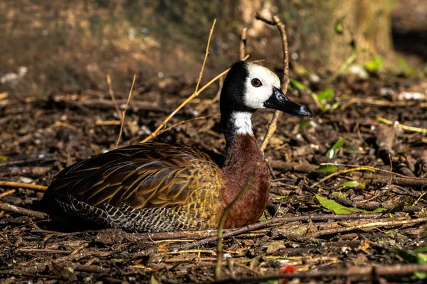 White-faced whistling duck, Dendrocygna viduata, noisy bird with a clear three-note whistling call at the lake. Close up. Side view. Nature landscape. Birds watching