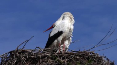 Avrupa beyaz leyleği (