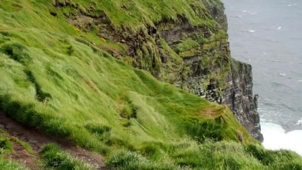 Dünyaca Ünlü Moher Kayalıkları Rlanda Nın Popüler Turizm Merkezlerinden Biri — Stok video