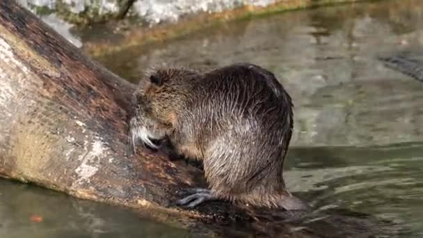 Coypu Myocastor Coypus Also Known River Rat Nutria Large Herbivorous — Stock Video