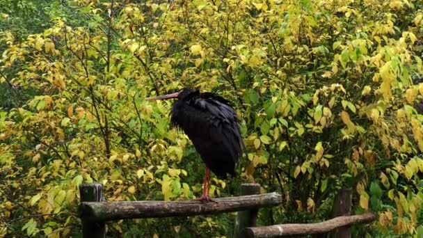 Den Svarta Storken Ciconia Nigra Stor Fågel Storkfamiljen Ciconiidae — Stockvideo