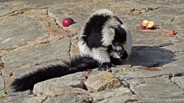 Den Svarta Och Vita Ruffade Lemur Varecia Variegata Den Mer — Stockvideo