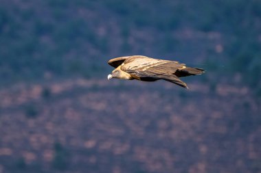 Griffon akbabası, Gyps Fulvus Monfrague Ulusal Parkı 'nda Salto del Gitano' da uçuyor. Caceres, Extremadura, İspanya.