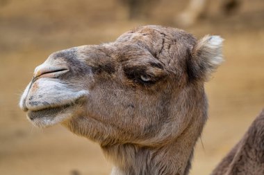 Dromedary, Camelus dromedarius Jerez de la Frontera 'da, Endülüs İspanya' da