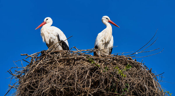 White Stork, Ciconia ciconia in Jerez de la Frontera, Andalusia in Spain