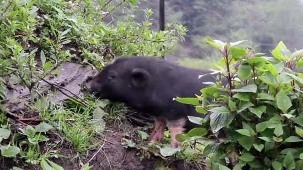 Porco Preto Cat Cat Village Vietnã Ásia — Vídeo de Stock