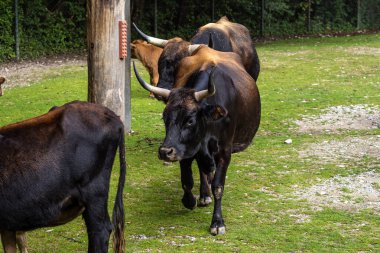 Bos Primigenius Taurus, soyu tükenmiş yaban öküzlerine benzediğini iddia etti..