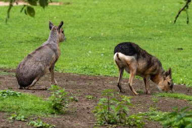 Patagonya Mara 'sı, Dolikotis patagonum. Gine domuzlarının bu büyük akrabaları Arjantin 'in Patagonya bozkırlarında yaygındır ama Paraguay gibi Güney Amerika' nın diğer bölgelerinde de yaşarlar..