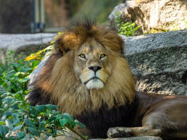 Aslan, Panthera leo, Panthera cinsindeki dört büyük kediden biridir ve Felidae familyasının bir üyesidir..