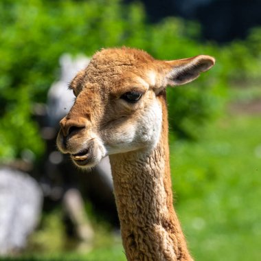Vicunas, Vicugna Vicugna, And Dağları 'nın yüksek dağlık bölgelerinde yaşayan lama' nın akrabaları.