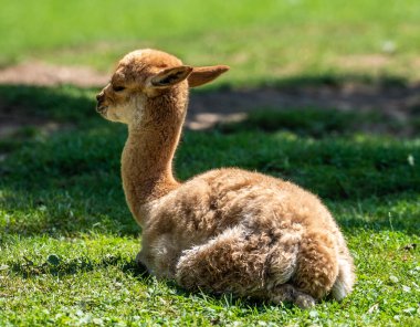 Vicunas, Vicugna Vicugna, And Dağları 'nın yüksek dağlık bölgelerinde yaşayan lama' nın akrabaları.