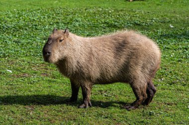 Capybara, Hydrochoerus hydrochaeris Güney Amerika 'da yaşayan bir memelidir. Dünyada yaşayan en büyük kemirgendir..