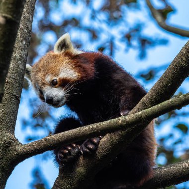 Kırmızı panda, Ailurus fulgens, daha küçük panda ve kırmızı kedi ayı olarak da bilinir..