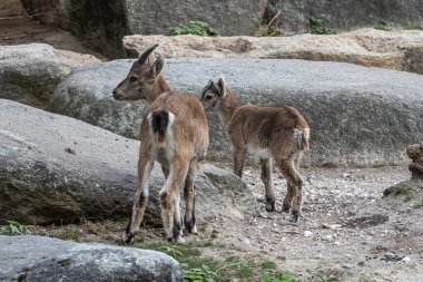 Yavru dağ keçisi - Capra dağ keçisi hayvanat bahçesinde