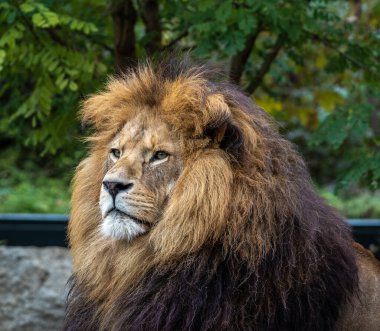 Aslan, Panthera leo, Panthera cinsindeki dört büyük kediden biridir ve Felidae familyasının bir üyesidir..