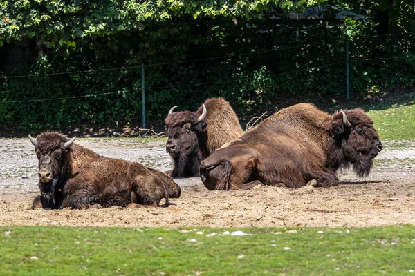 The American bison or simply bison, also commonly known as the American buffalo or simply buffalo, is a North American species of bison that once roamed North America in vast herds.