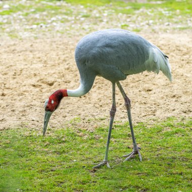 Sarus vinci, Grus antigone Hindistan 'ın Güneydoğu Asya ve Avustralya' nın bazı bölgelerinde bulunan büyük bir göçmen olmayan turnadır..