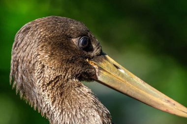 Kara leylek, Ciconia nigra leylek familyasından büyük bir kuş türü..