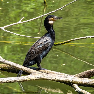 Kuzey yarımküre boyunca büyük siyah karabatak olarak bilinen büyük karabatak, Avustralya 'daki siyah karabatak ve Yeni Zelanda' nın daha güneyindeki siyah karabatak