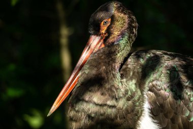 Kara leylek, Ciconia nigra leylek familyasından büyük bir kuş türü..