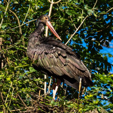 Kara leylek, Ciconia nigra leylek familyasından büyük bir kuş türü..