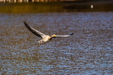 Anser anser, Anatidae familyasından Anatidae familyasından bir kaz türü. Burada havada uçuyor..