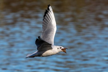 Larus Argentatus, Avrupa 'nın batısındaki tüm martılar arasında en çok bilinen martılardan biri olan büyük bir martıdır. Burada havada uçuyor..